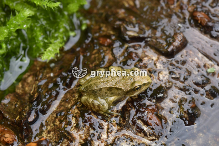 Grenouille rousse - Jeune grenouille (Rana temporaria)  - gryphea.com